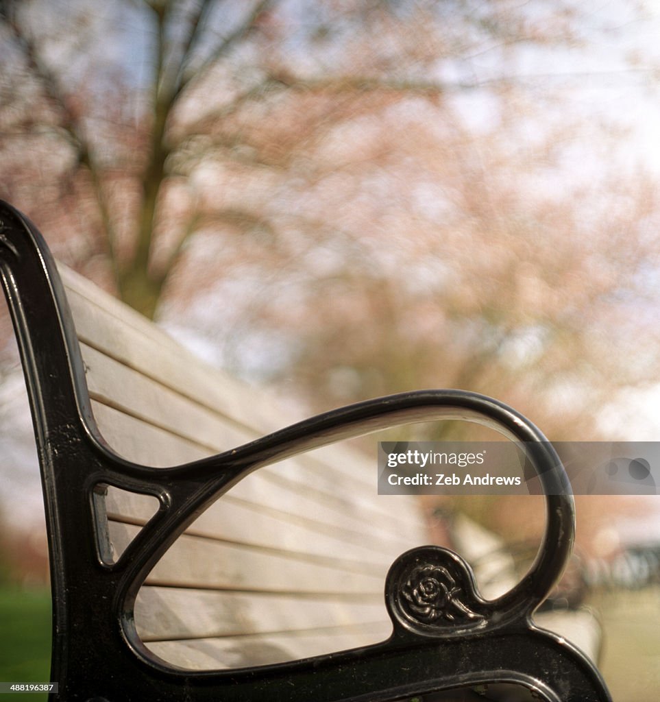 A seat under the cherry blossoms