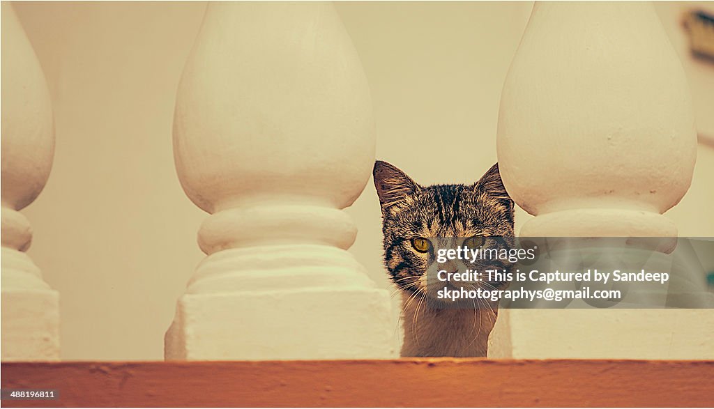 Cat on the stairs.
