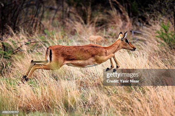 female impala - kruger national park stockfoto's en -beelden