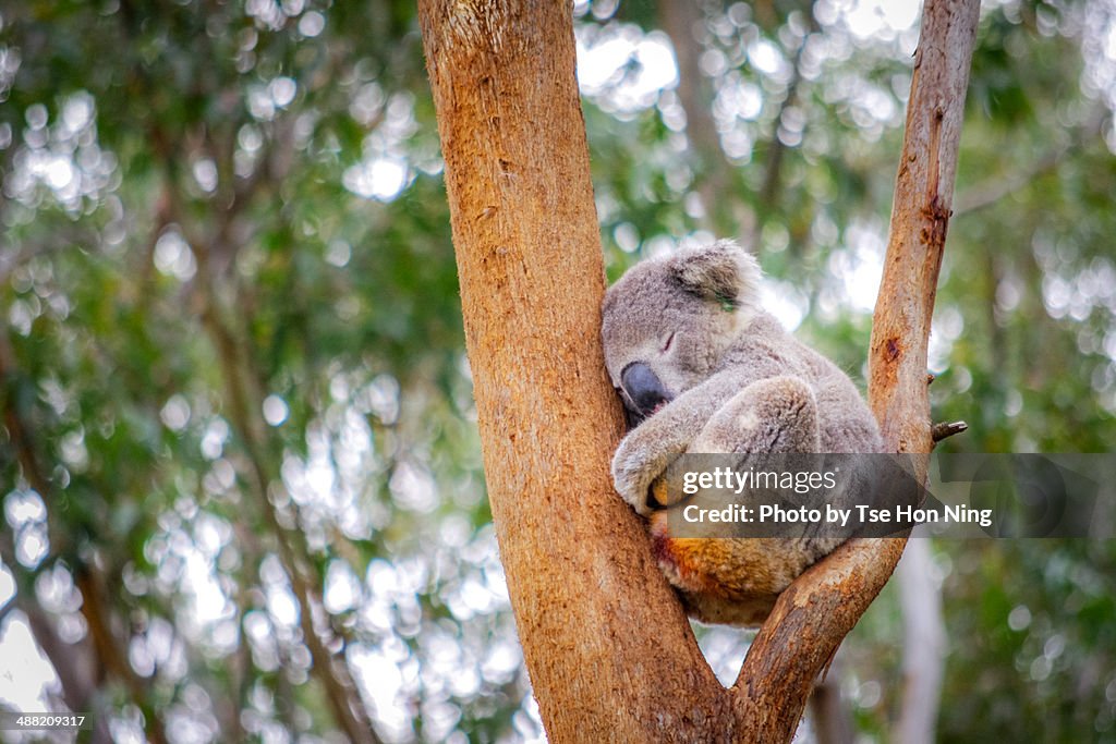 Cute adult koala from australia sleeping on tree