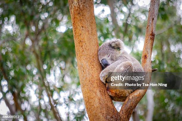 cute adult koala from australia sleeping on tree - koala ストックフォトと画像