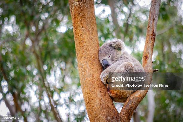 cute adult koala from australia sleeping on tree - coala imagens e fotografias de stock