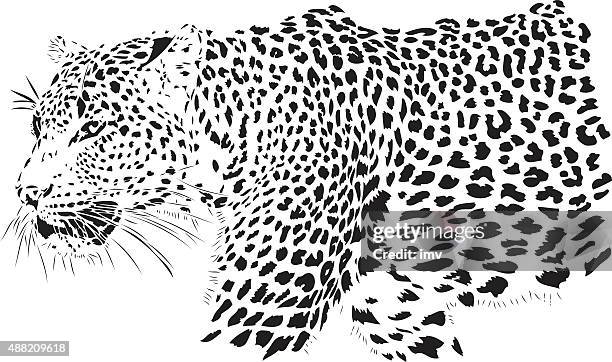 leopard illustration (panthera pardus) - leopard stock illustrations