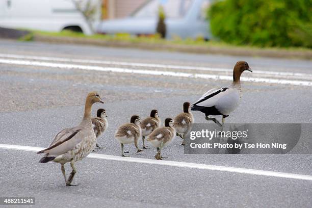 duck family crossing the road - duckling stockfoto's en -beelden