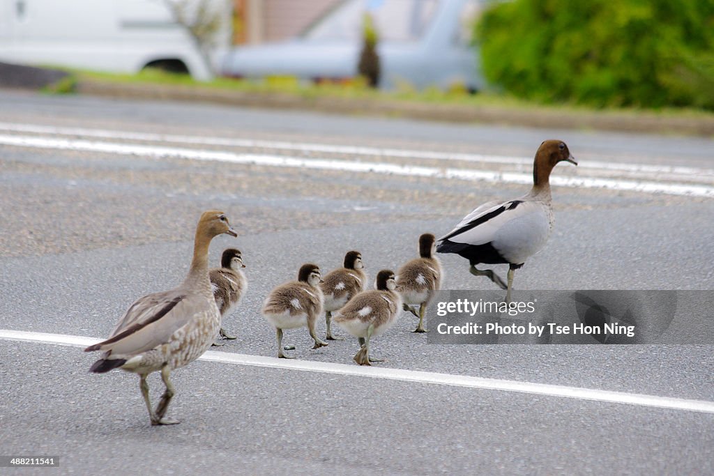 Duck family crossing the road