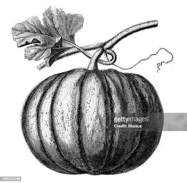 antique illustration of pumpkin - black and white vegetables stock illustrations