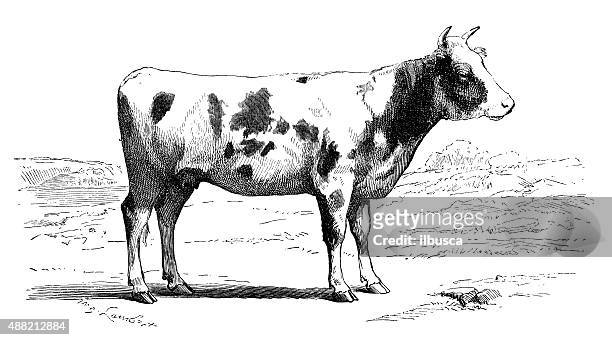 antique illustration of cow - black and white cow stock illustrations