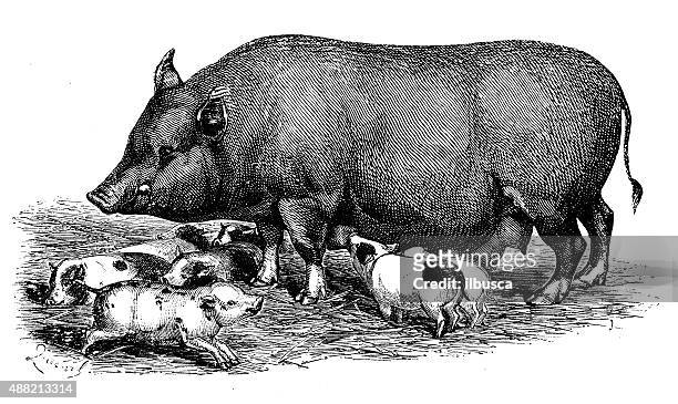 ilustraciones, imágenes clip art, dibujos animados e iconos de stock de anticuario ilustración de los cerdos - cerdo