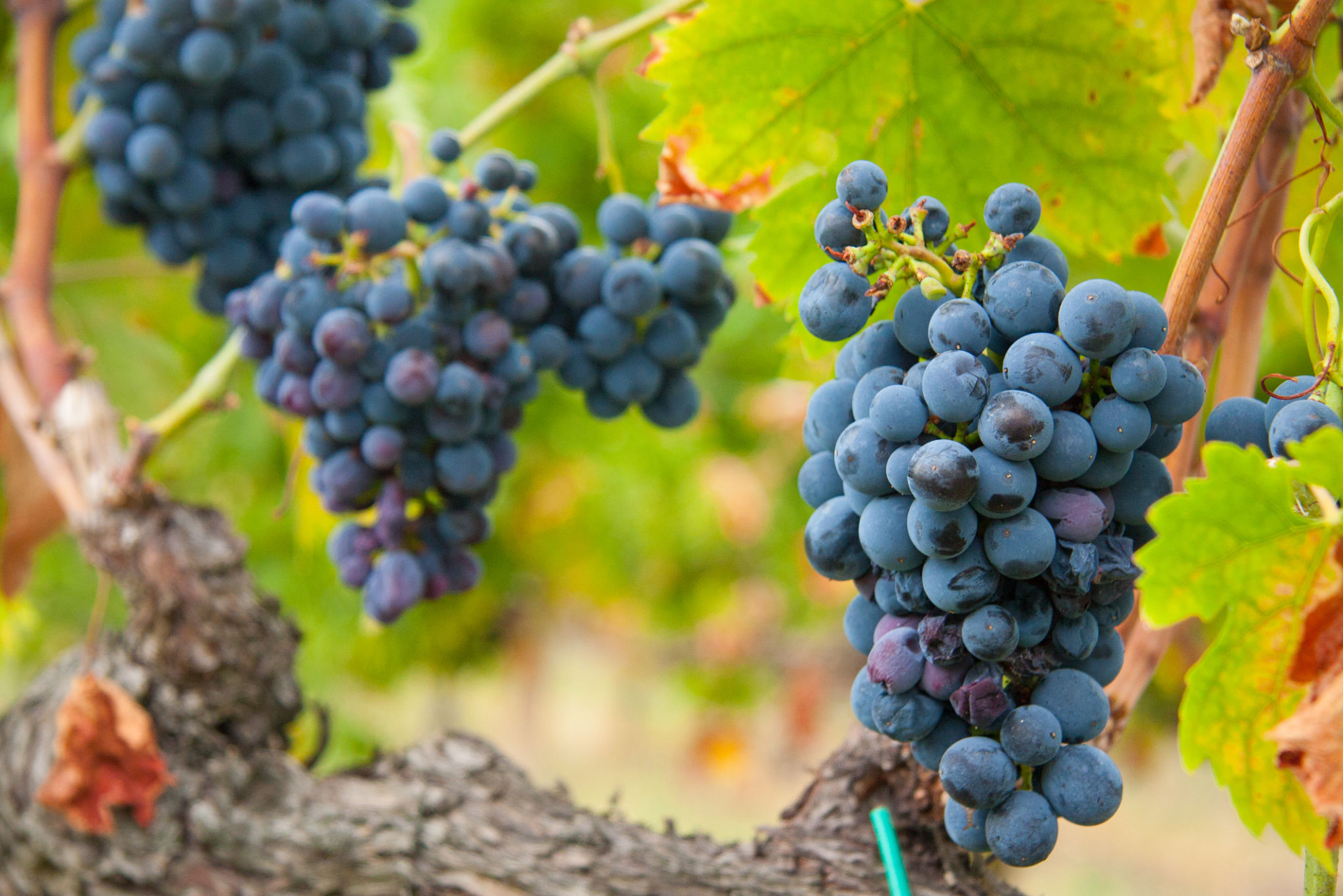 montepulciano wine