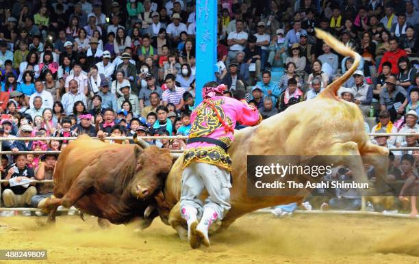 Bulls crash into each other at a bullfight tournament at Ito Kanko Dome on May 4, 2014 in Tokunoshima, Kagoshima, Japan. The bullfights were more...