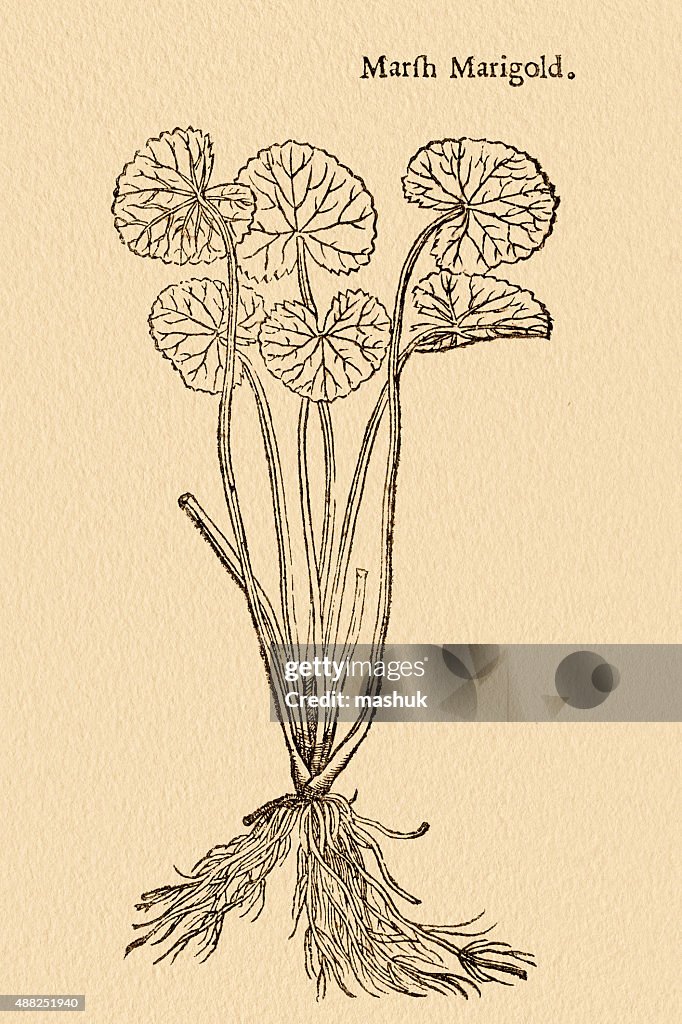 Marigold flower (Caltha palustris or kingcup), 17 century botanical illustration