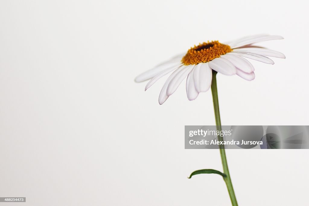 Chrysanthemum