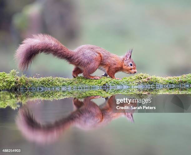 secret squirrel - dumfries fotografías e imágenes de stock