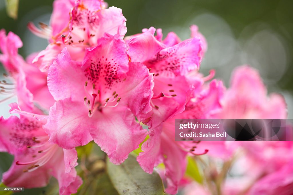 Pink Rhododendrum Pink Rhododendron High-Res Stock Photo - Getty Images