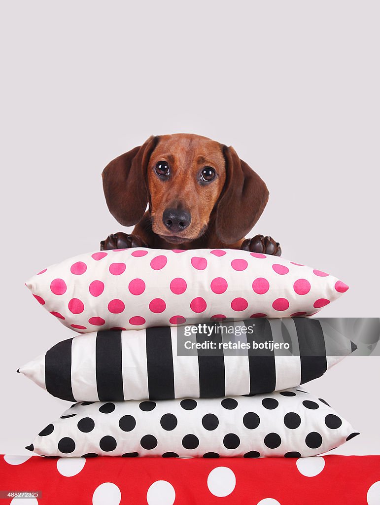Dachshund puppy on the couch cushions