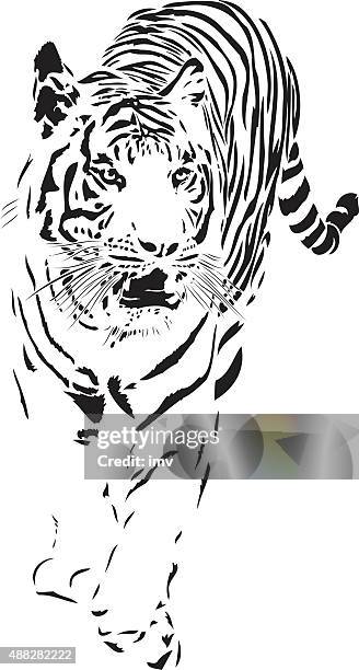sumatra tiger vector - tiger face stock illustrations