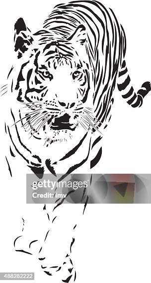 Sumatra Tiger vector Sumatra Tiger vector