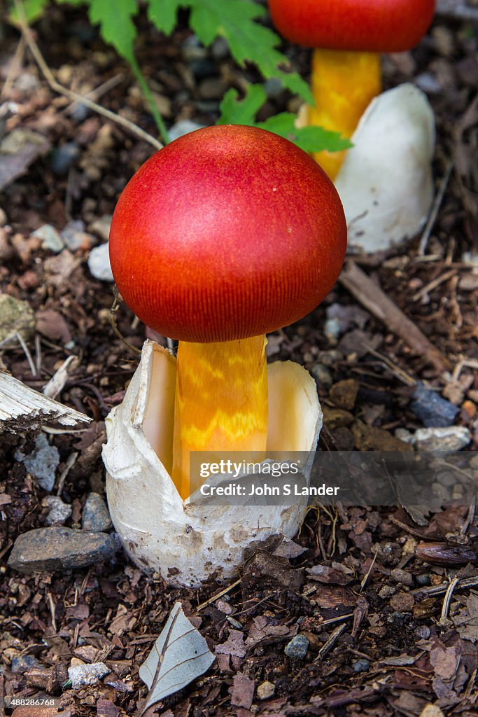 Amanita caesarea, commonly known as Caesar's mushroom, is a...
