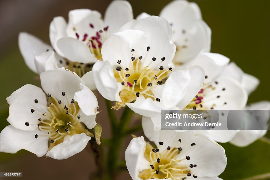 Cherry tree blossom