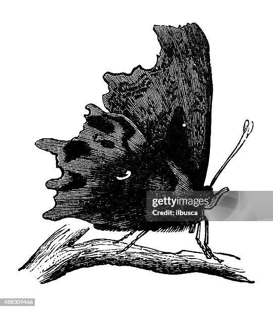 antique illustration of comma or anglewing (polygonia c-album) - comma stock illustrations