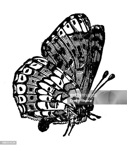 stockillustraties, clipart, cartoons en iconen met antique illustration of glanville fritillary (melitaea cinxia) - parelmoervlinder