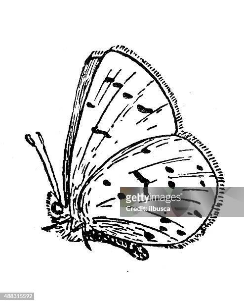 antike illustration von holly blau oder blaue schmetterling (celastrina argiolus - swallowtail butterfly stock-grafiken, -clipart, -cartoons und -symbole