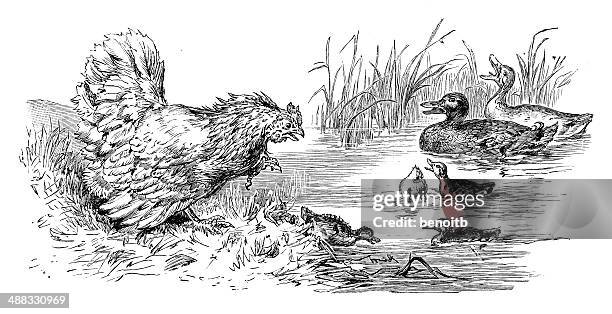 rooster and ducks - drake stock illustrations