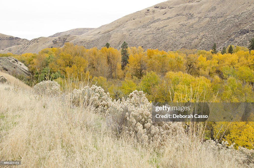 Autumn in Yakima River Canyon