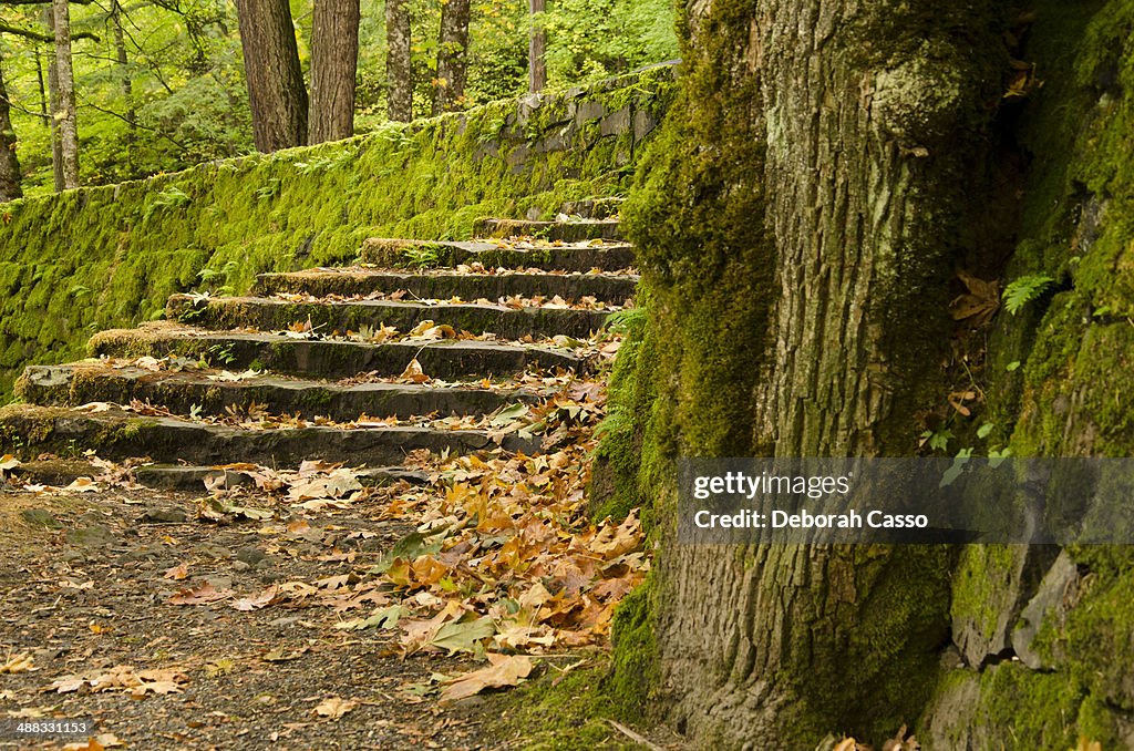 Maple leaves on stone steps.