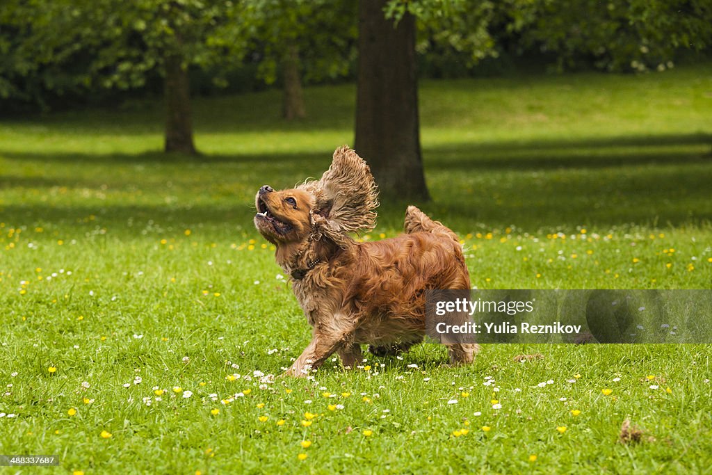 American cocker spaniel dog with flying ears
