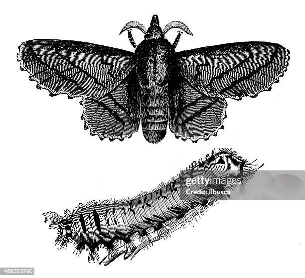 stockillustraties, clipart, cartoons en iconen met antique illustration of lappet moth (gastropacha quercifolia) and larva - lasiocampidae