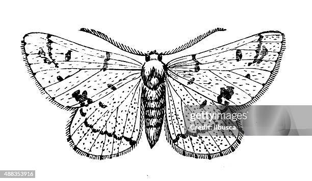antique illustration of grey scalloped bar (dyscia fagaria) - geometridae stock illustrations