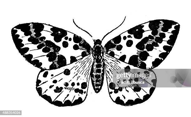 antique illustration of magpie moth (abraxas grossulariata) - geometridae stock illustrations