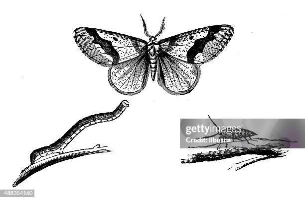 antique illustration of mottled umber (erannis defoliaria) - geometridae stock illustrations