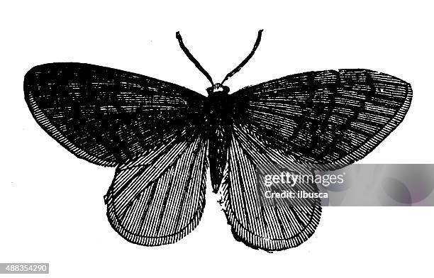 antique illustration of winter moth (operophtera brumata) - geometridae stock illustrations