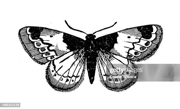 antique illustration of beautiful carpet moth (mesoleuca albicillata) - geometridae stock illustrations