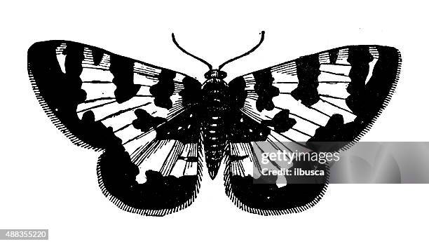 antique illustration of argent and sable moth (rheumaptera hastata) - geometridae stock illustrations