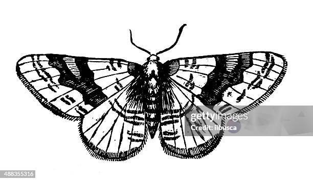 antique illustration of silver-ground carpet moth (xanthorhoe montanata) - geometridae stock illustrations