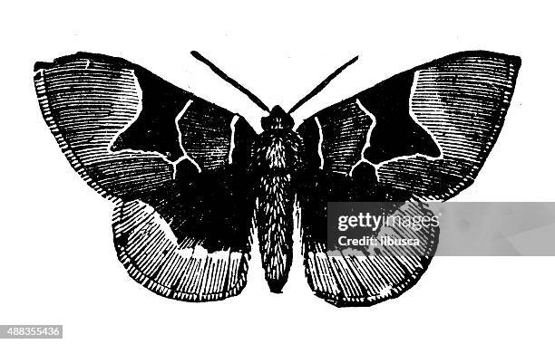 antique illustration of marsh carpet moth (gagitodes sagittata) - geometridae stock illustrations