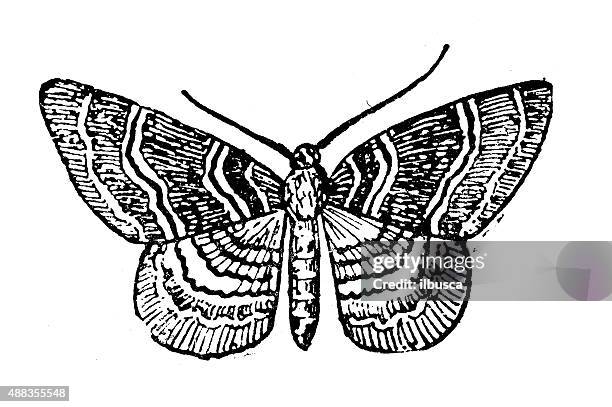 antique illustration of common carpet moth (epirrhoe alternata) - geometridae stock illustrations