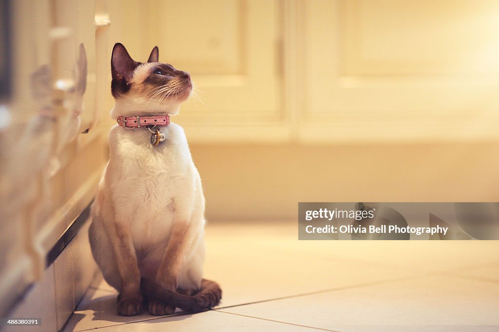 Chocolate point siamese cat