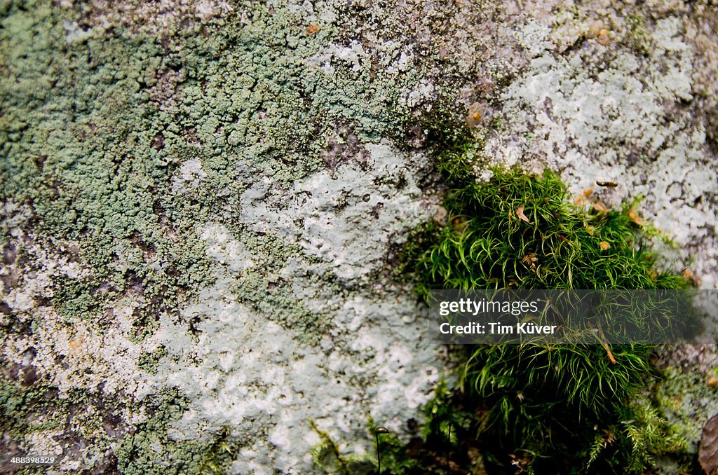 Moss on stone in a forest in Finland