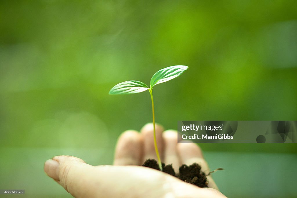 Shoots of the palm on the hand