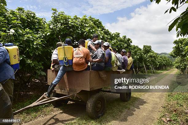 Workers at the Denise farm, near the village of Las Mercedes, 260 km southwest of Quito, on May 2, 2014. The CCN51 variety of ocoa, resistant to...