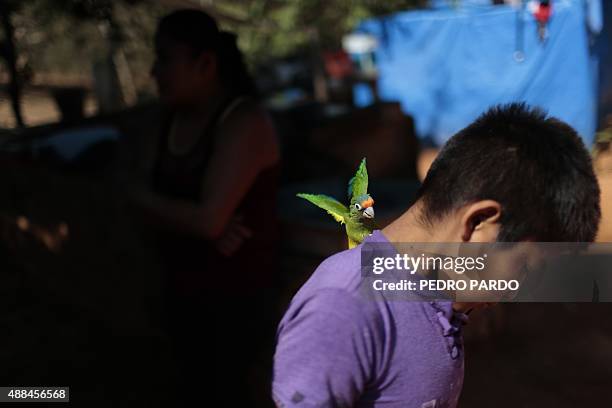The nephew of Abel Garcia, one of the 43 missing students plays with a parrot at home in the Huamuchitos village, Tecoanapa, Guerrero State, Mexico,...