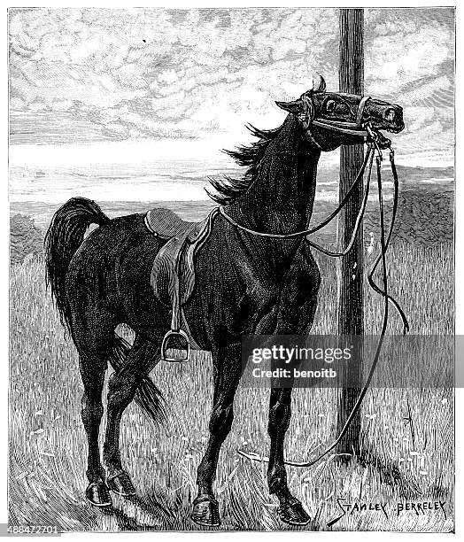 black horse - black horse stock illustrations