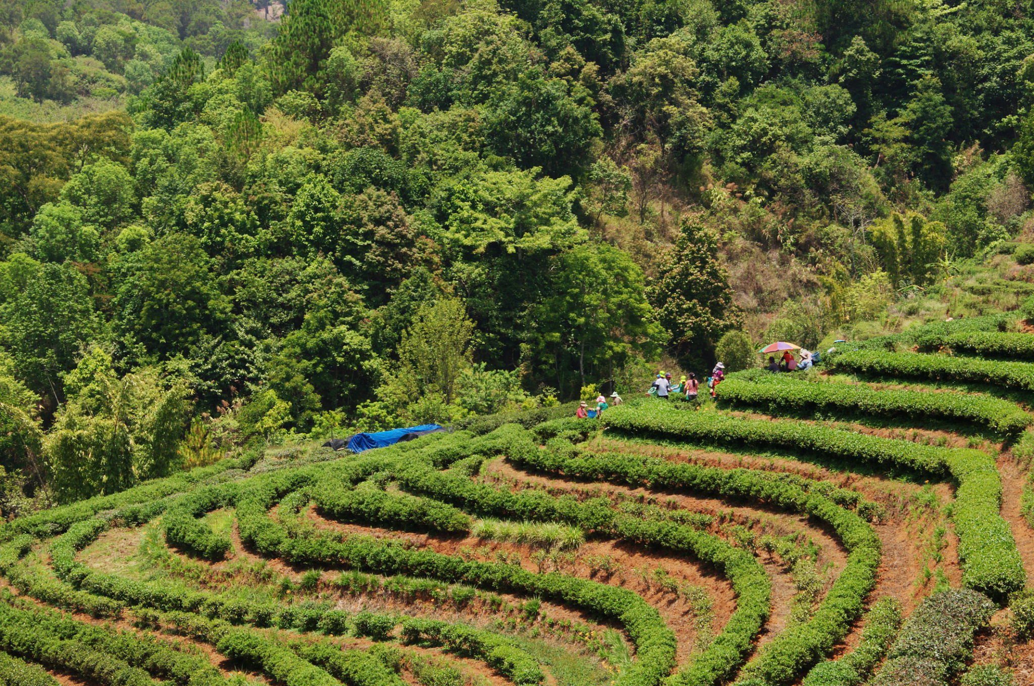 agroforestry