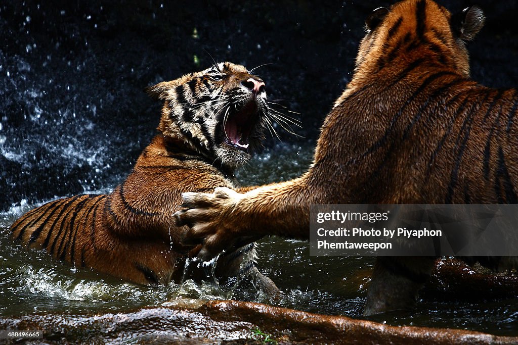 Tiger fight