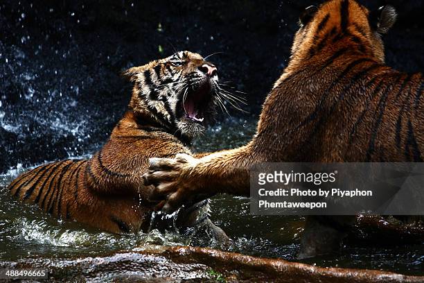 tiger fight - se battre photos et images de collection
