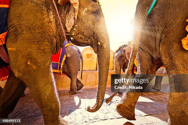 Elephants in India